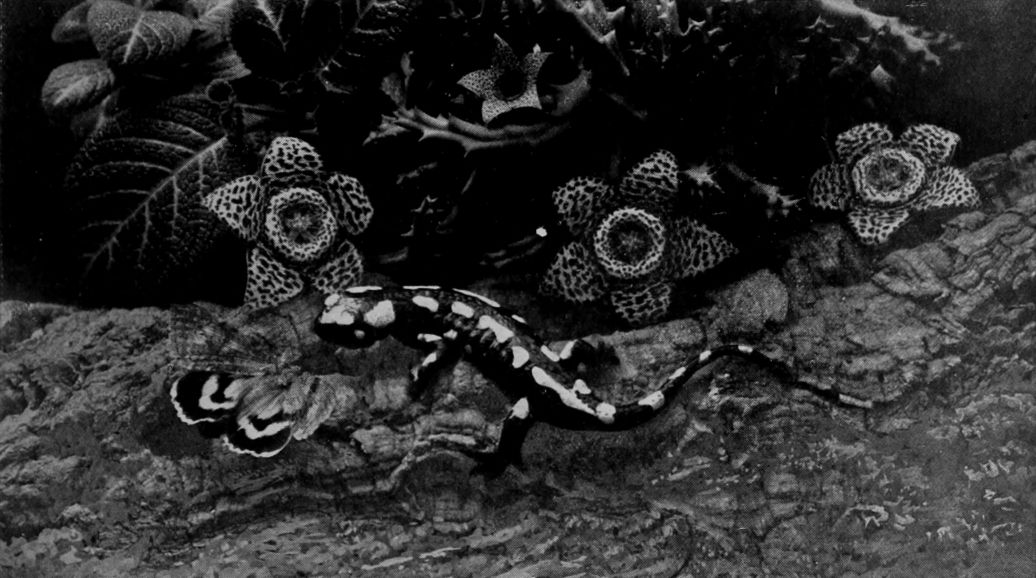 SPOTTED SALAMANDER.