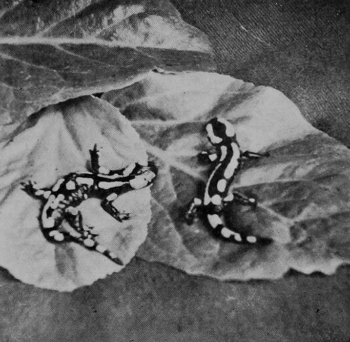 SPOTTED SALAMANDERS.