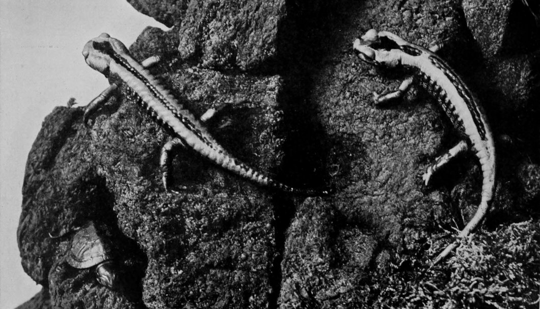 YELLOW PHASE OF SPOTTED SALAMANDERS.