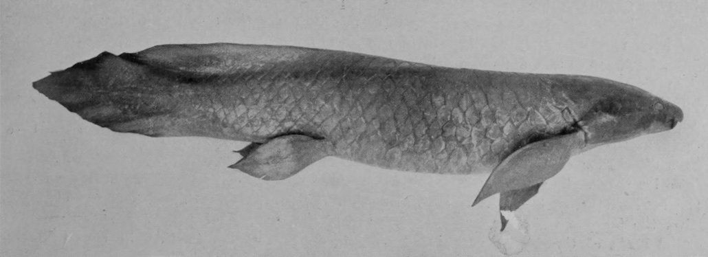AUSTRALIAN LUNG-FISH.