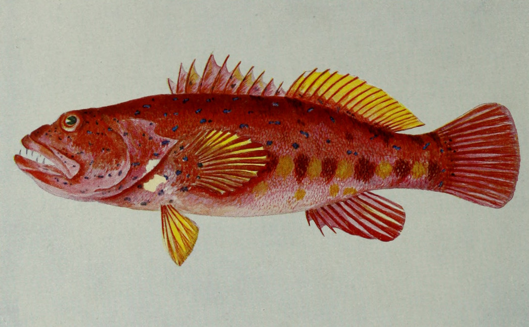 WESTERN AUSTRALIAN SCARLET ROCK-COD.
