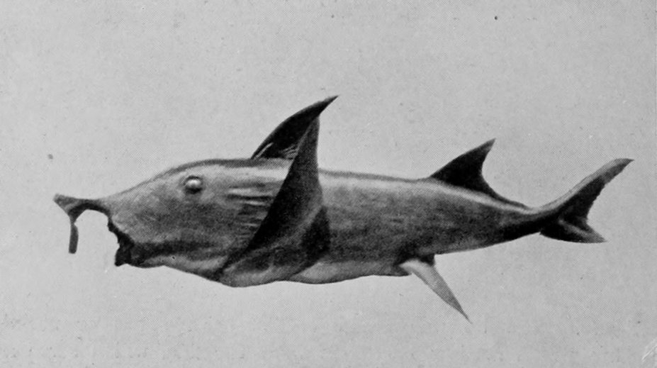 BOTTLE-NOSED CHIMÆRA.