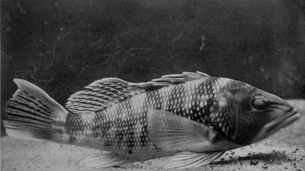 SEA-BASS.