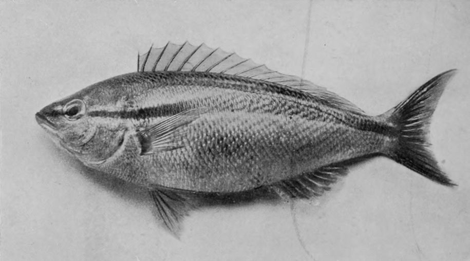 BUTTER-FISH.