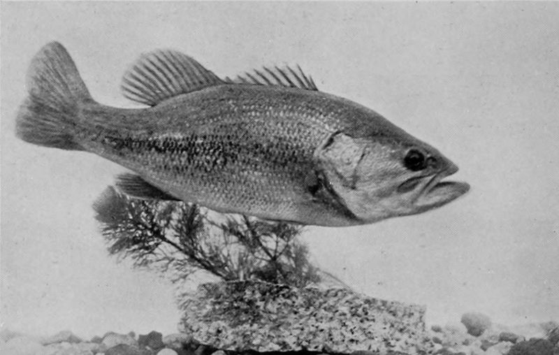 LARGE-MOUTHED BLACK BASS.