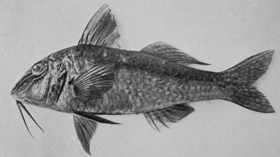 STRIPED RED MULLET.