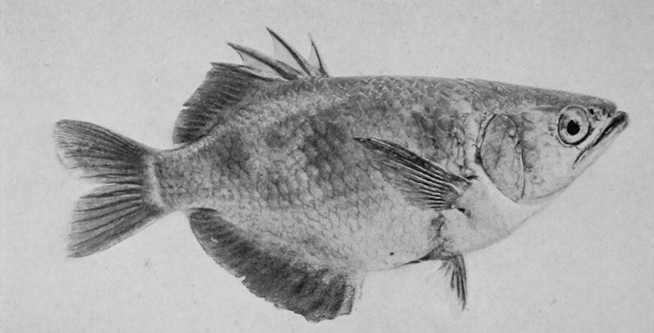 THE MISCALLED ARCHER-FISH.