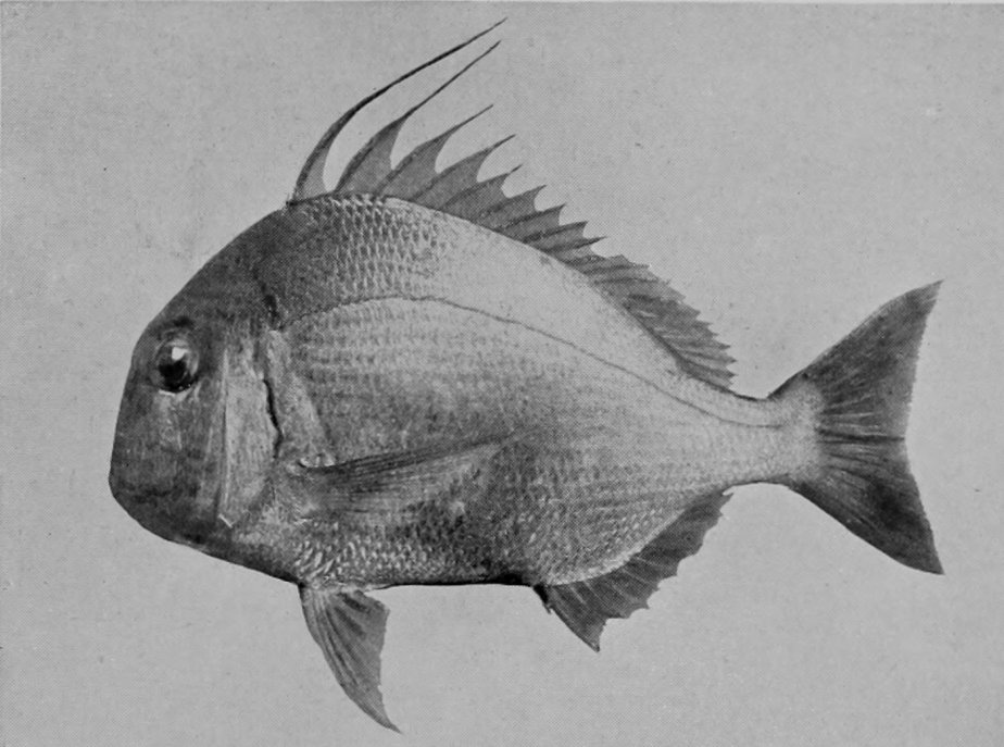 BROWN SNAPPER.
