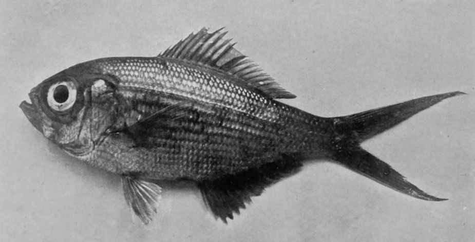 KING-SNAPPER.