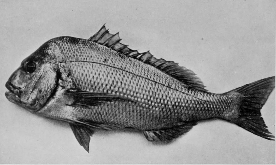 SNAPPER.