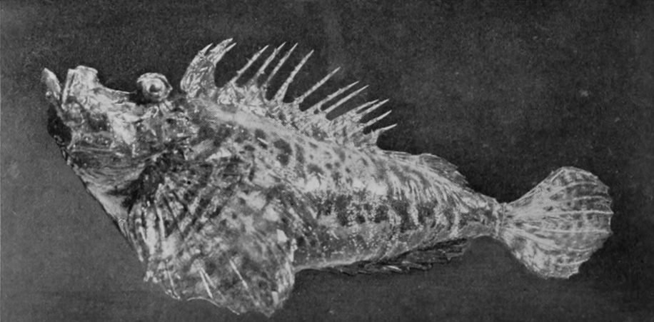 RAGGED SEA-SCORPION.