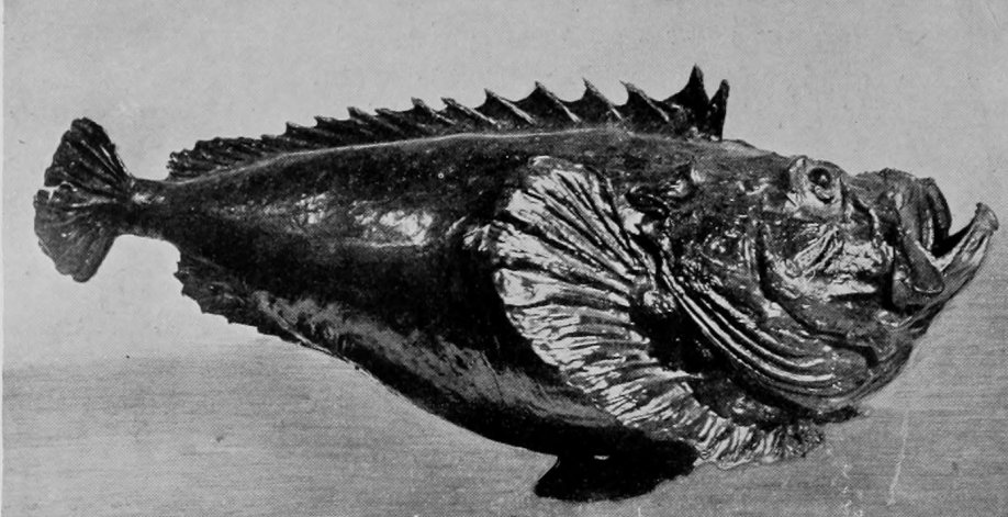 INDIAN WEAVER-FISH.