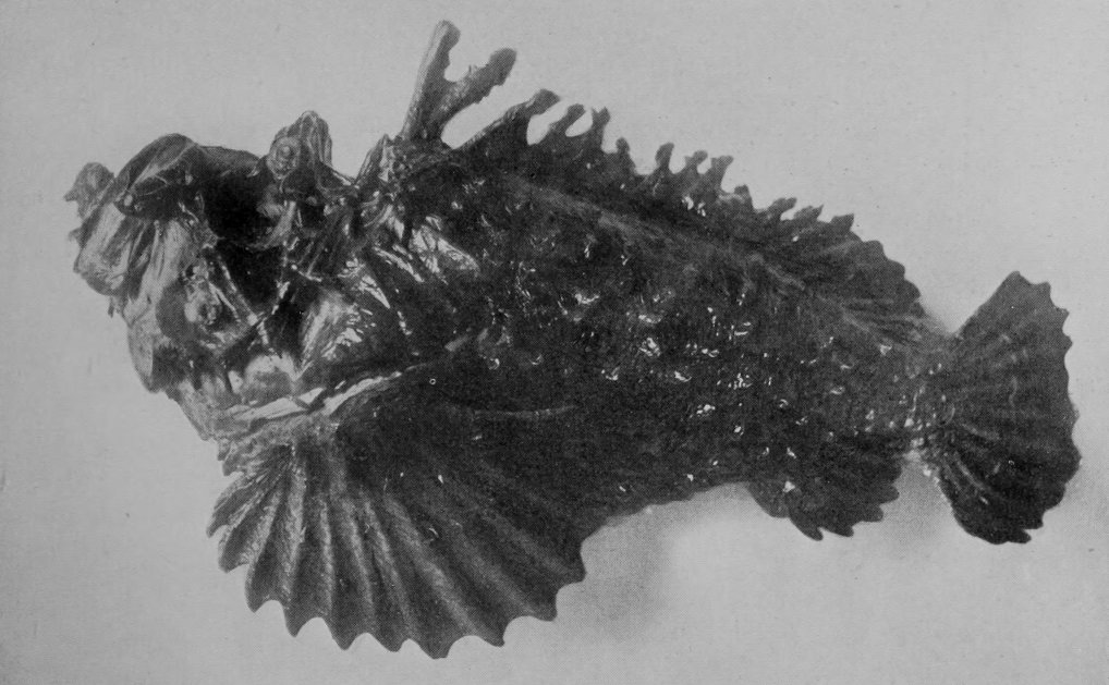 STONE-FISH.