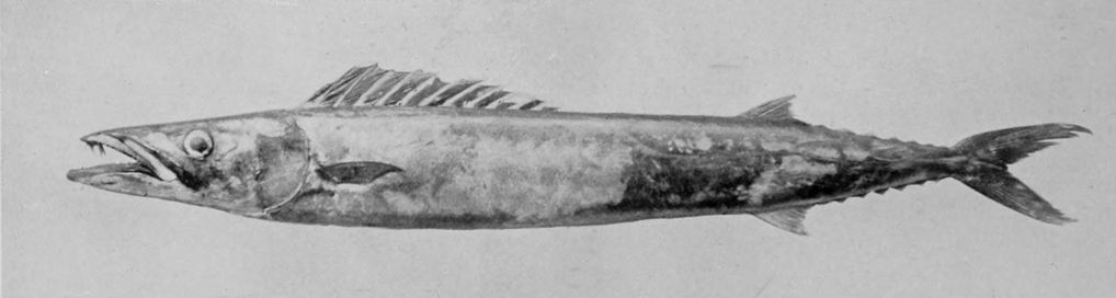 SNOEK.