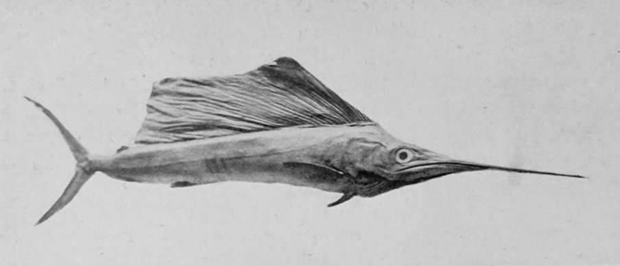 SWORD-FISH.