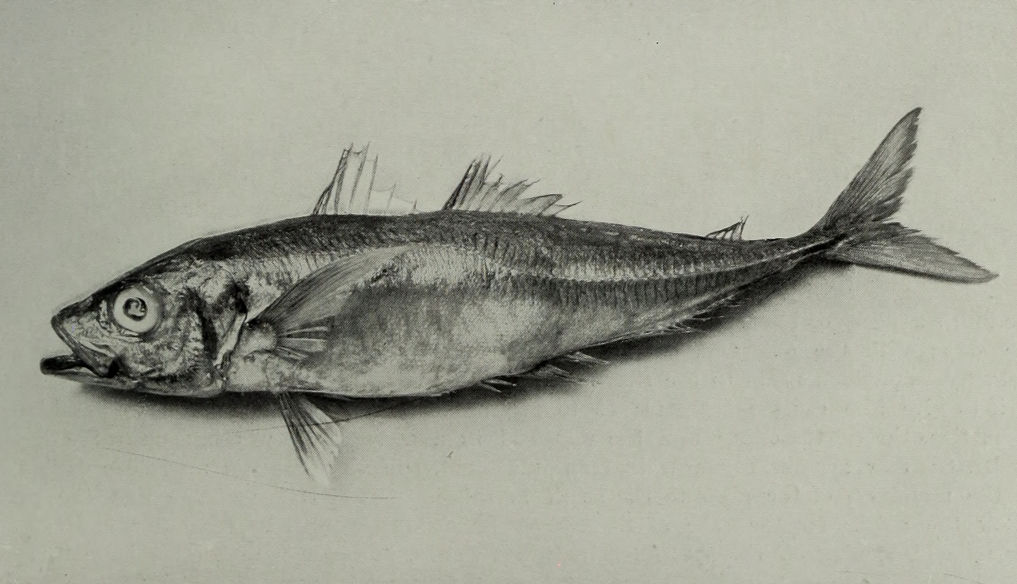 HORSE-MACKEREL.
