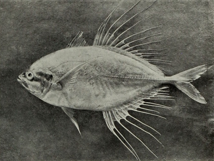 FRINGED HORSE-MACKEREL.