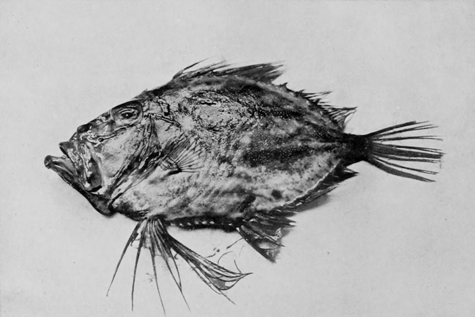 JOHN DORY.