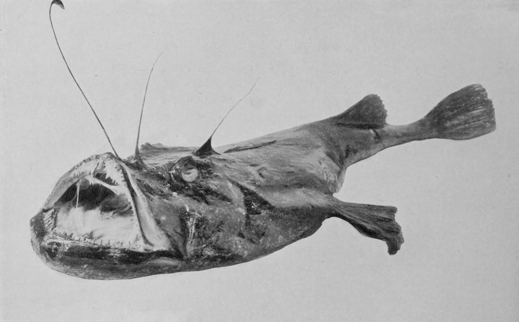 ANGLER-FISH.