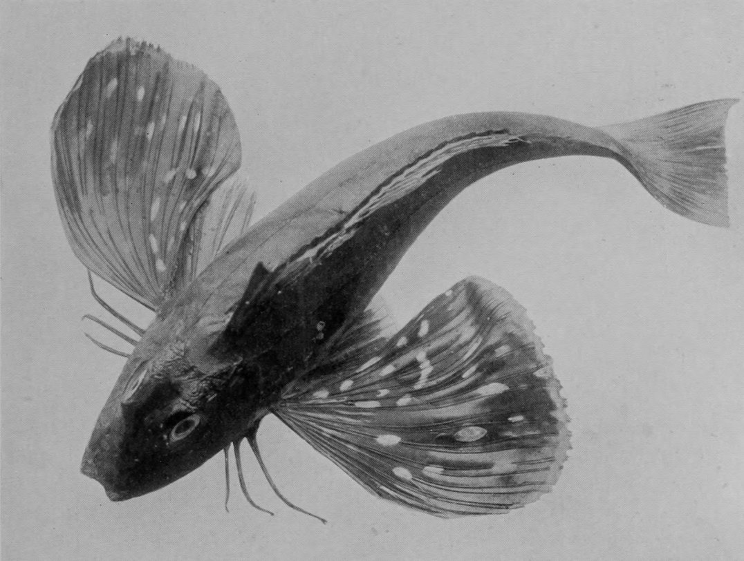 BUTTERFLY-GURNARD.