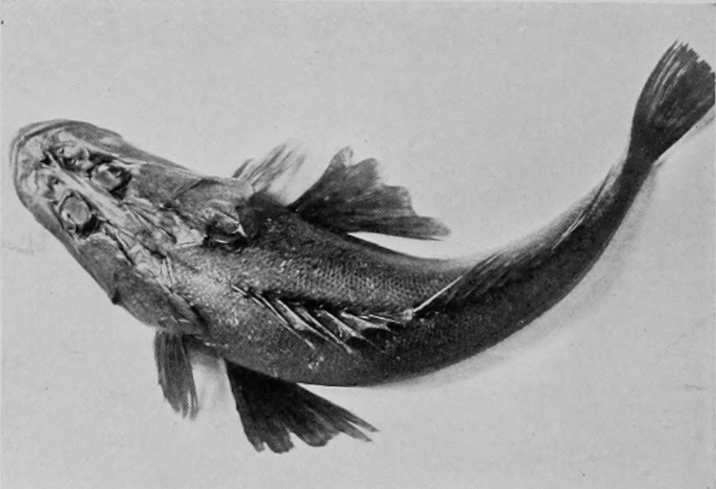 ROCK FLAT-HEAD.