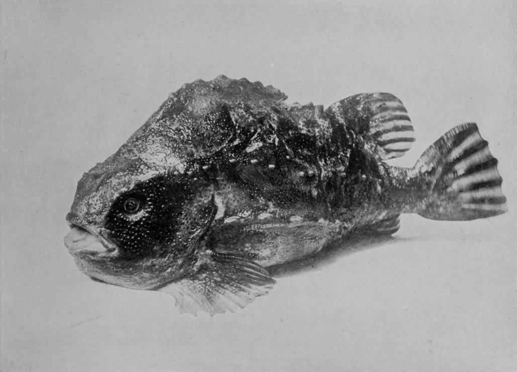 LUMP-SUCKER.