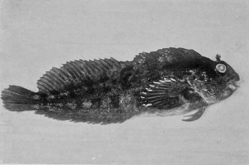 BLENNY.