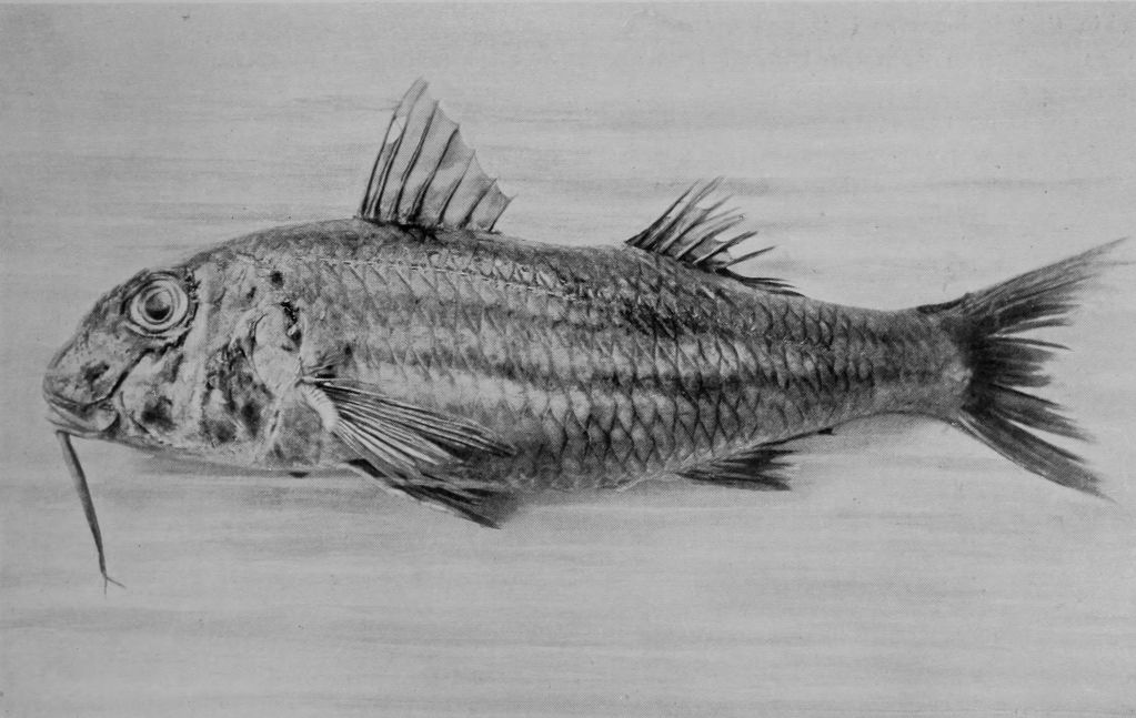 RED MULLET.