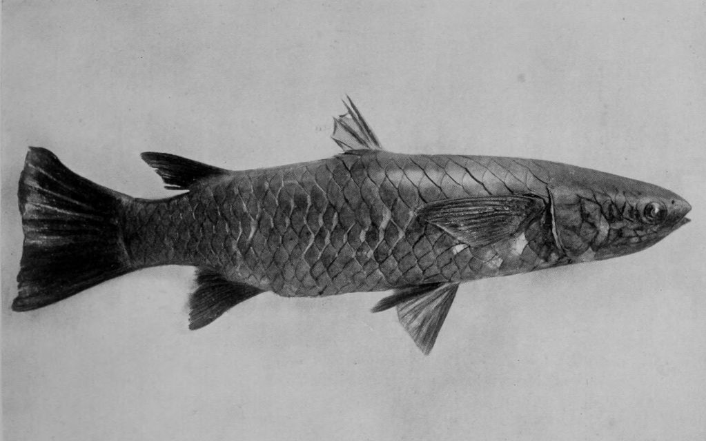 NORTHERN MULLET.