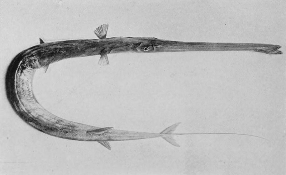 PIPE-FISH.