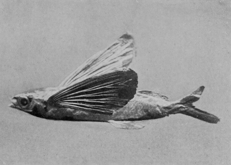 FLYING-FISH.