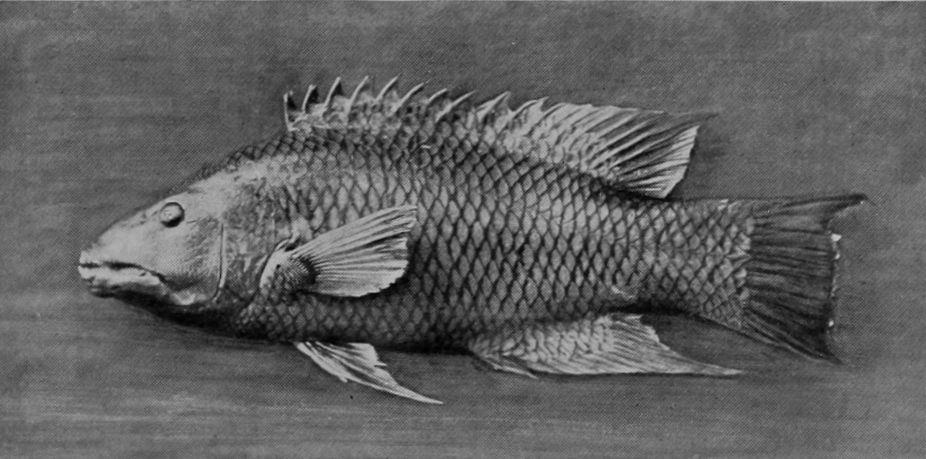 A WRASSE.