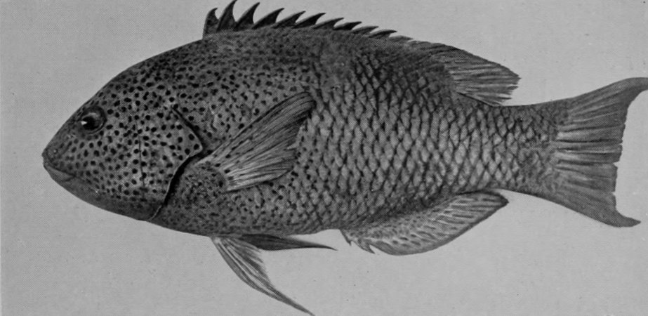 BLACK-SPOTTED PARROT-FISH.