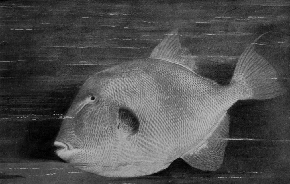 TRIGGER-FISH.