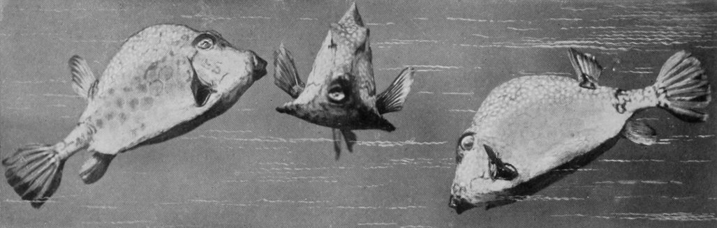 COFFER-FISHES.