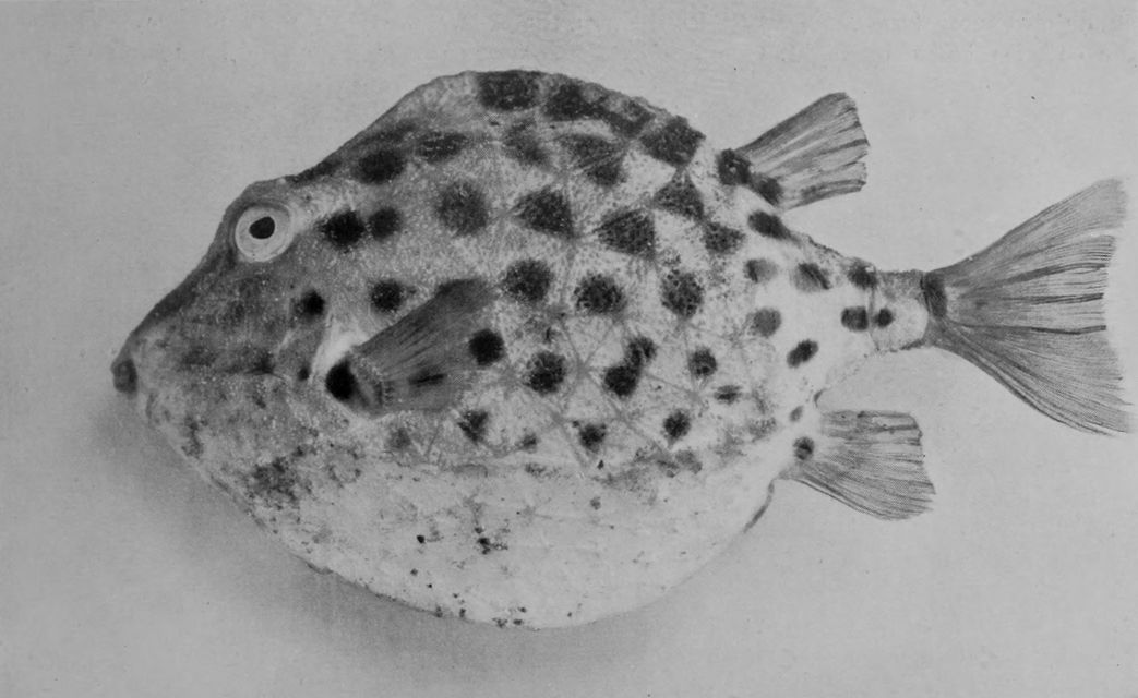SPOTTED BOX- OR TRUNK-FISH.
