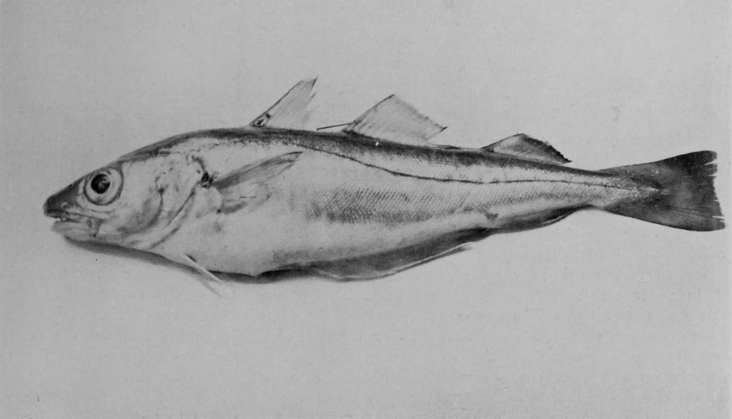 WHITING.