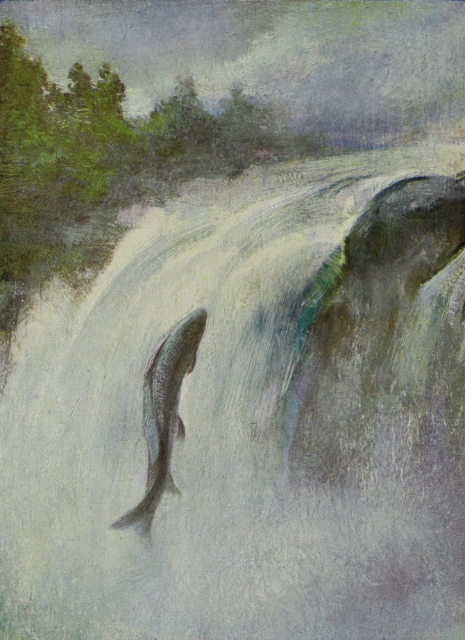 A SALMON LEAPING.