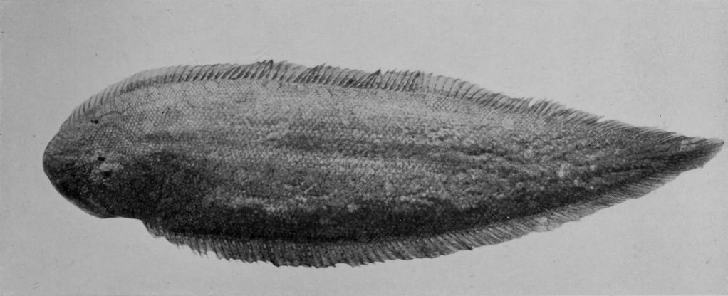 SPOTTED SOLE.