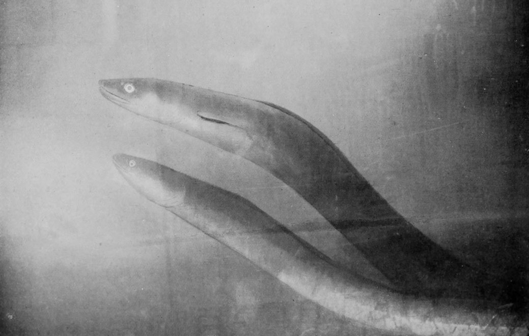 EELS.