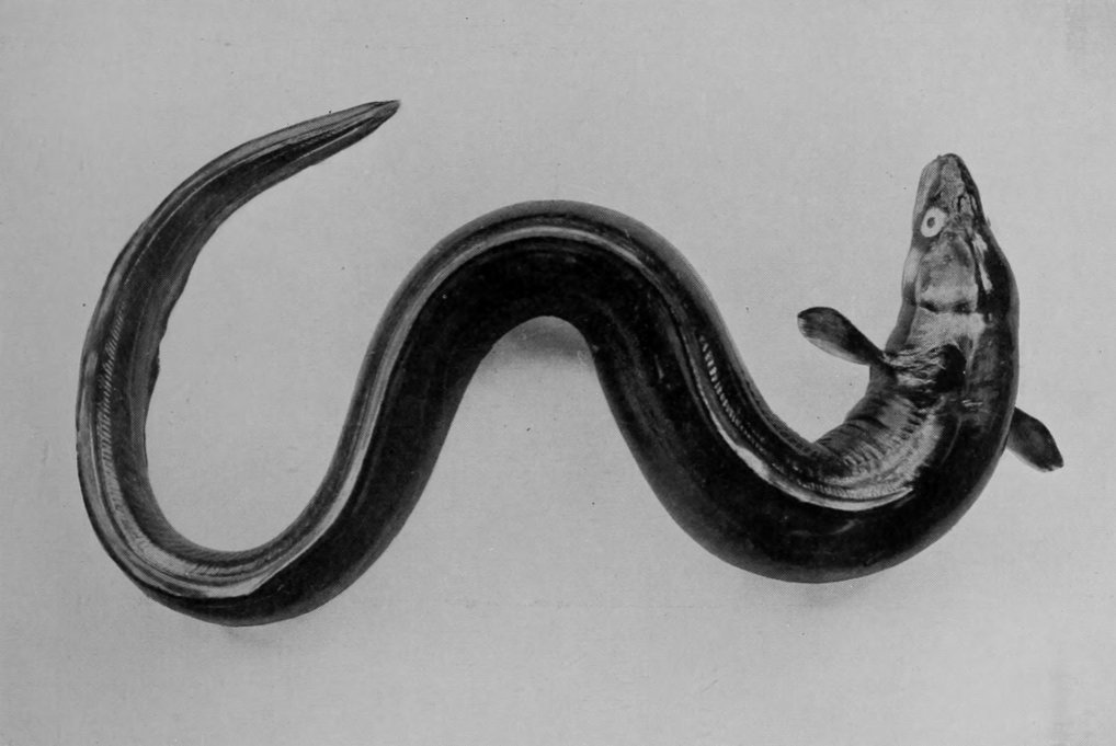 CONGER-EEL.