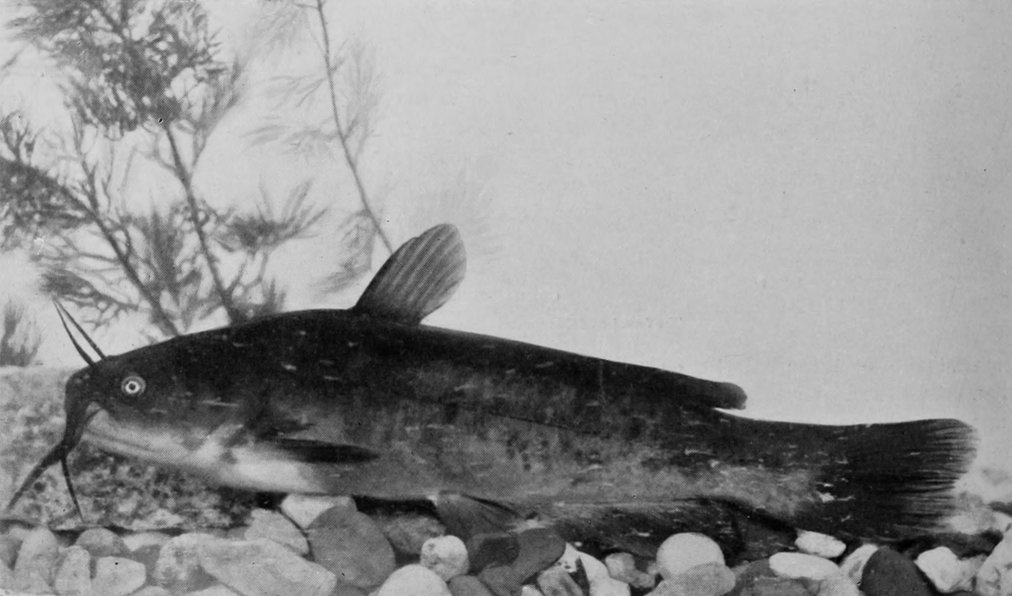 CAT-FISH.