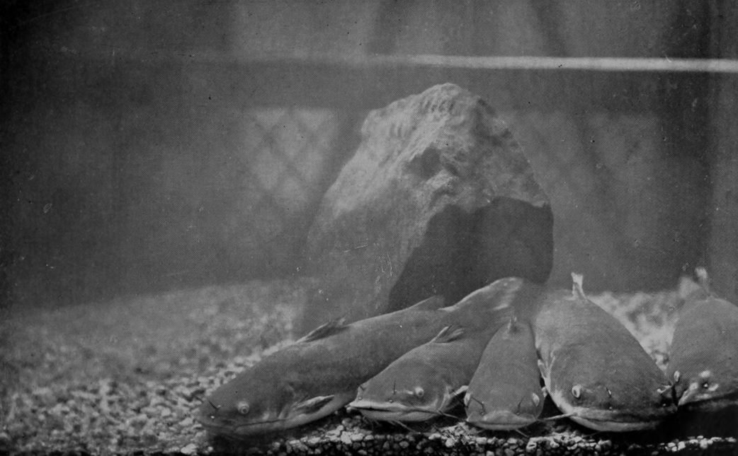 CAT-FISHES.