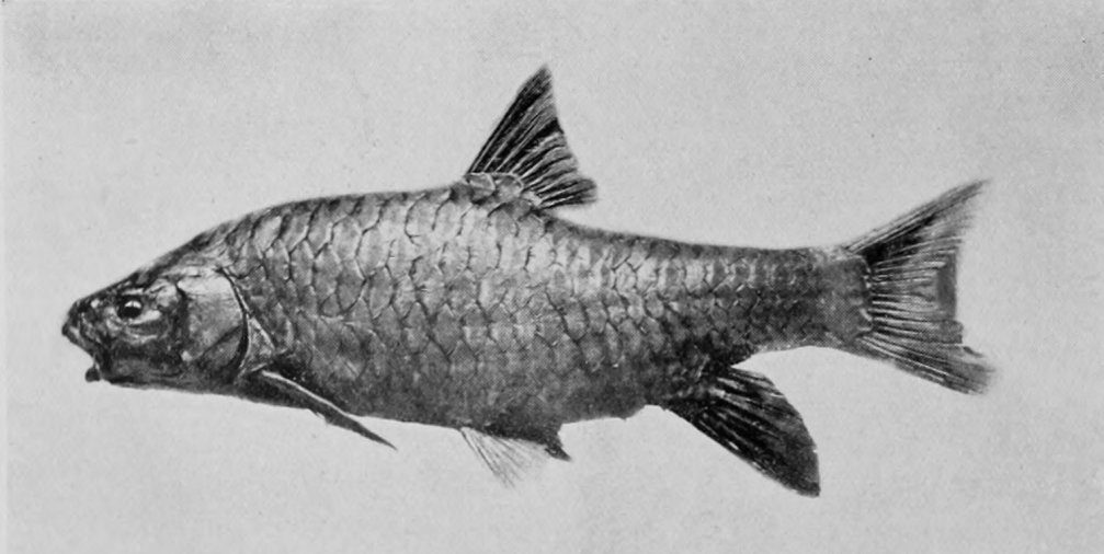 CARP.