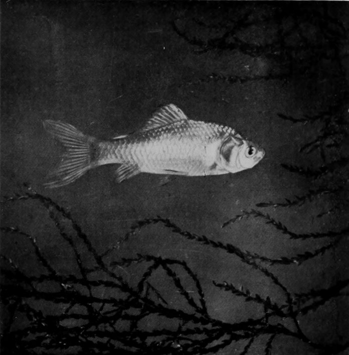 GOLD-FISH.