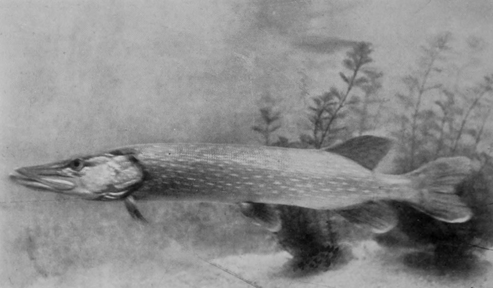 PIKE.