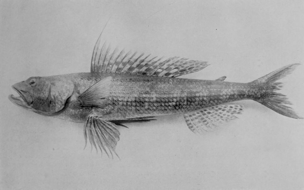 'SERGEANT BAKER'