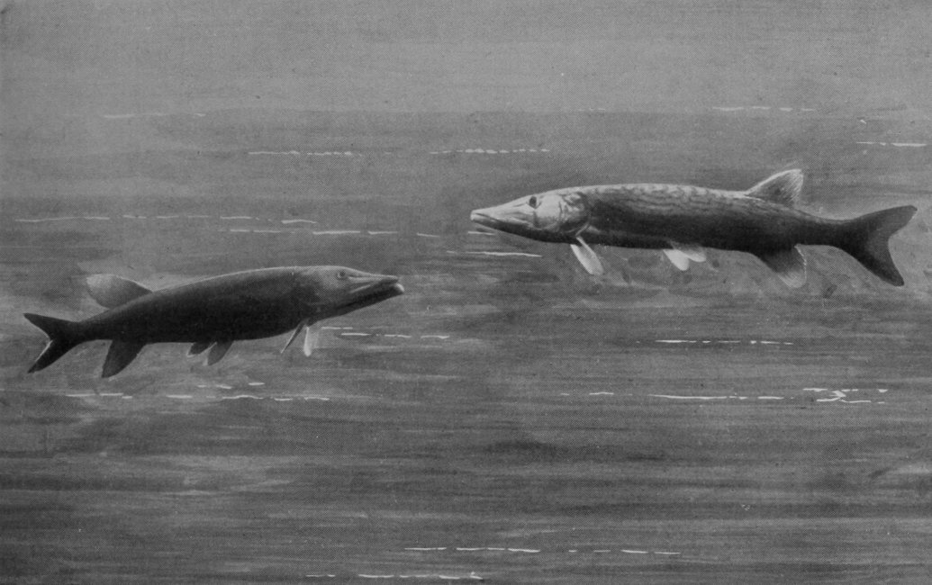 PIKEREL.