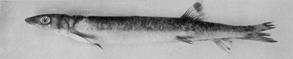 BEAKED SALMON.