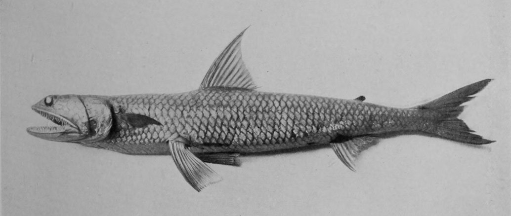QUEENSLAND SMELT.